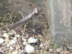 Litaneutria pacifica