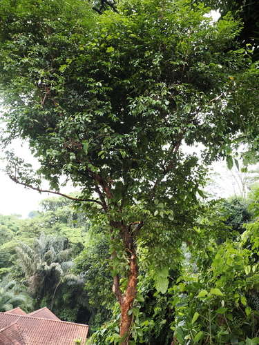 Piliocalyx observed 2024-06-16
