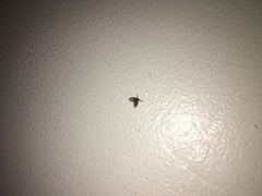 Clogmia albipunctata