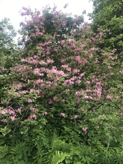 Rhododendron prinophyllum