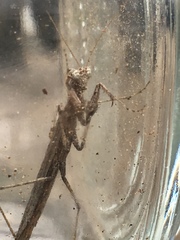 Litaneutria pacifica