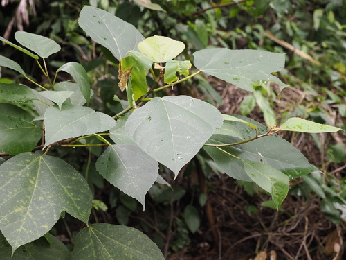 Ficus grossularioides, photograph 6