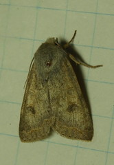 Orthosia revicta