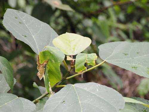 Image of Ficus grossularioides by (c) Lucas Christofides, some rights reserved (CC BY)