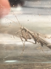 Litaneutria pacifica