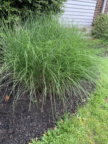 photo of Deergrass (Muhlenbergia rigens)