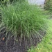 photo of Deergrass (Muhlenbergia rigens)