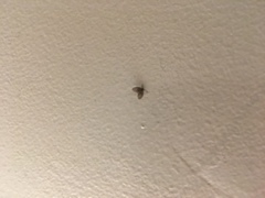 Clogmia albipunctata