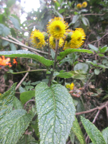 Crassocephalum ducis-aprutii