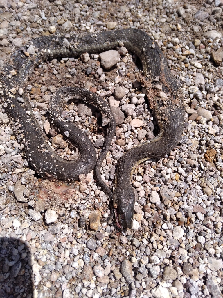 Blackbelly Garter Snake (Thamnophis melanogaster)