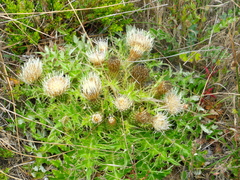 Cirsium quercetorum