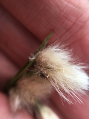Eriophorum viridicarinatum