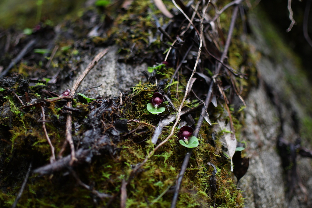 Corybas recurvus