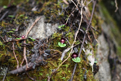 Image of Corybas recurvus by (c) Em Lamond, some rights reserved (CC BY)