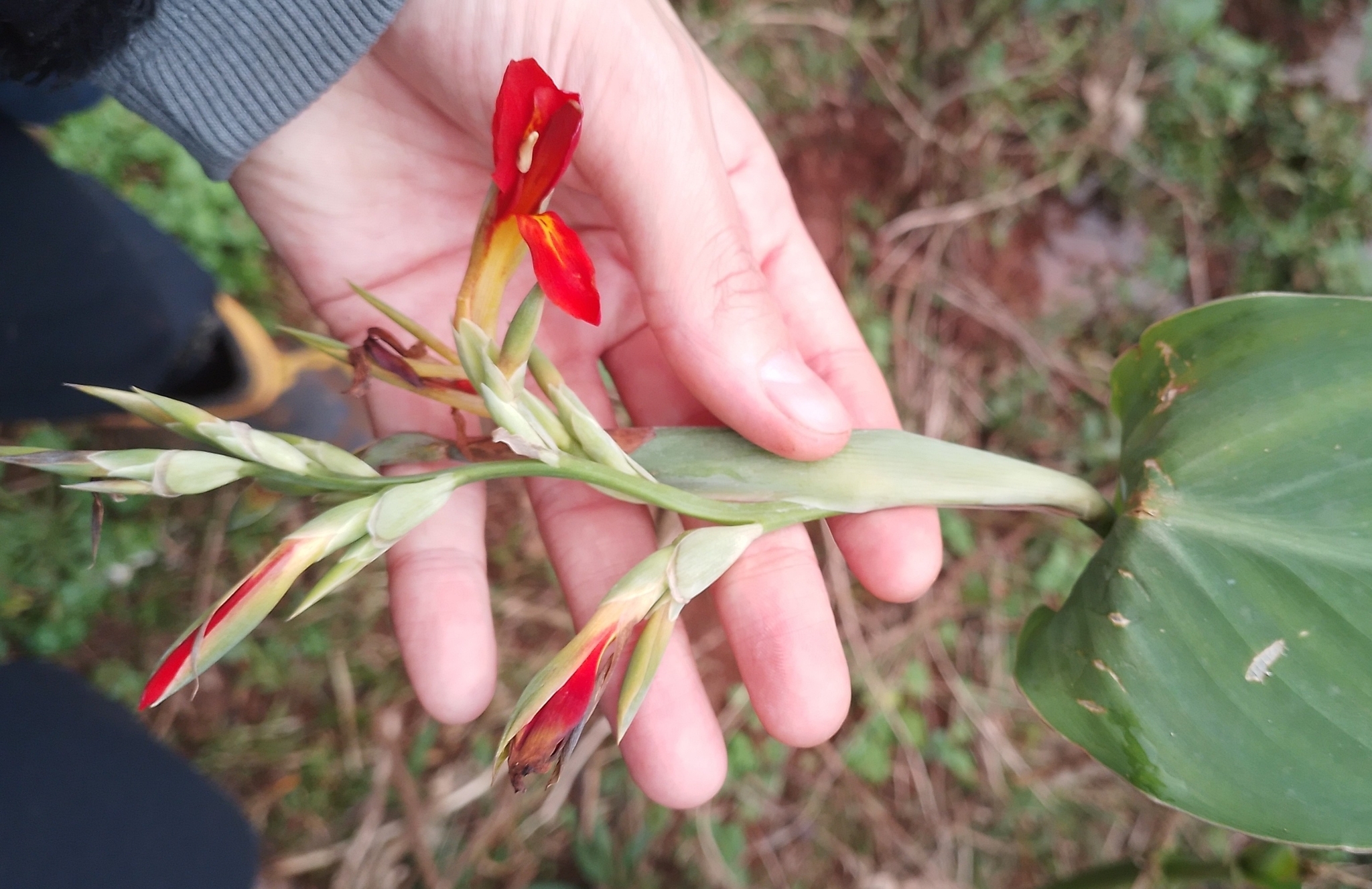 Canna indica