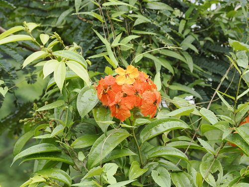 Kock's bauhinia (Phanera kockiana)