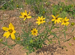 Coreopsis major