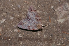 Catocala agrippina