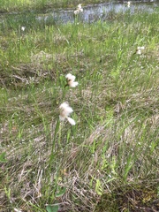 Eriophorum viridicarinatum