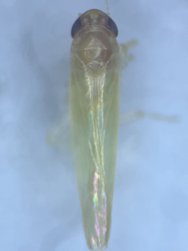 Hebata ossiannilssoni