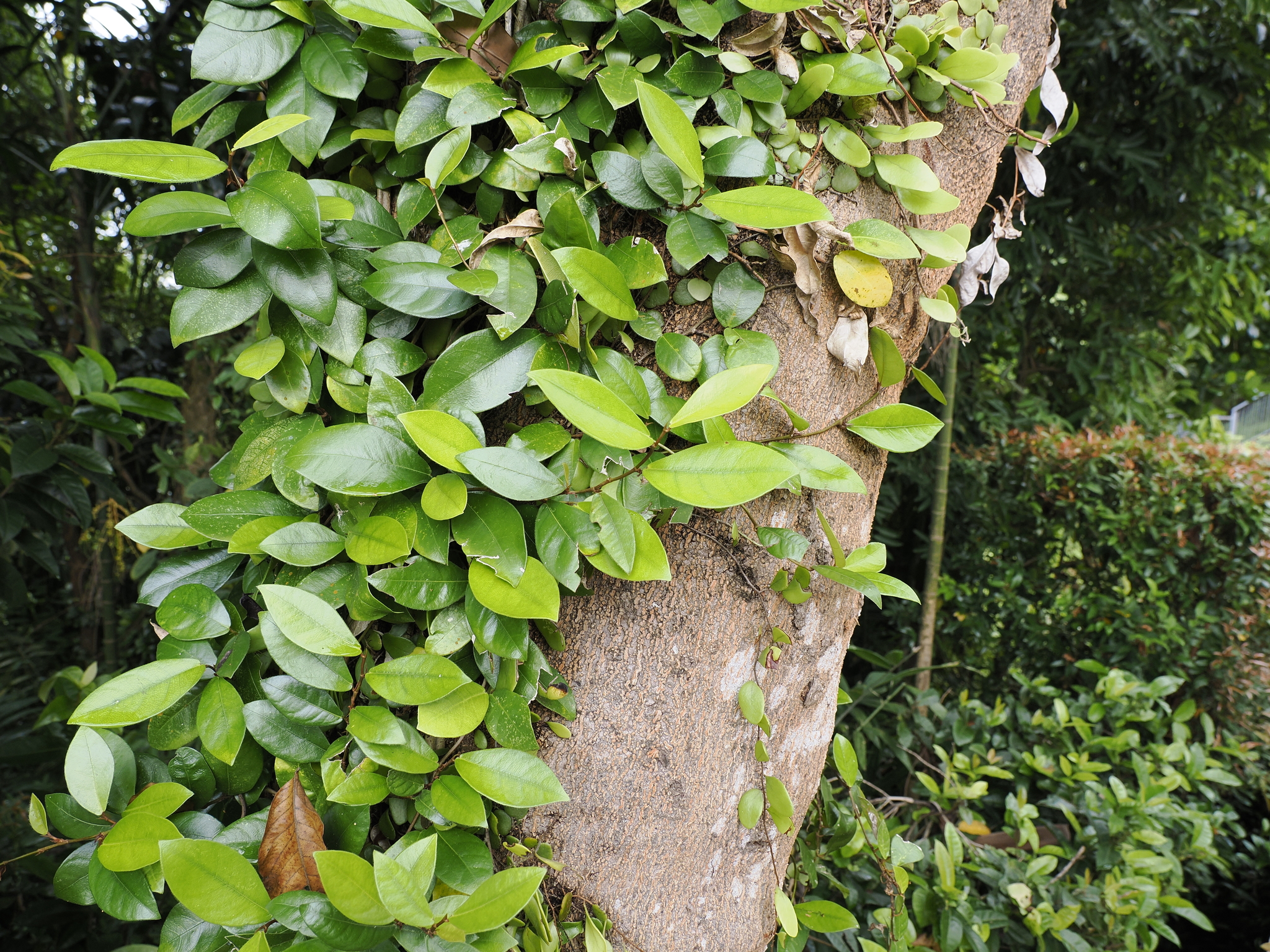 Ficus punctata
