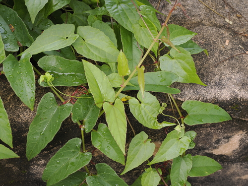 Cissus hastata, photograph 5