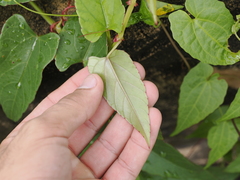 Cissus hastata, photograph (c) Lucas Christofides, some rights reserved (CC BY)