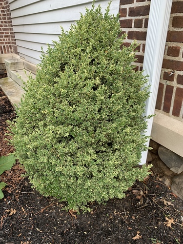 photo of Common Box (Buxus sempervirens)