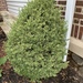 photo of Common Box (Buxus sempervirens)