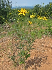 Coreopsis major