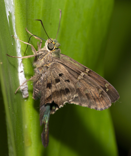 Long-tailed Skipper, photo 3 of 10