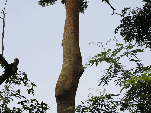Image of Koompassia excelsa by (c) Lucas Christofides, some rights reserved (CC BY)