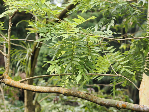 Image of Koompassia excelsa by (c) Lucas Christofides, some rights reserved (CC BY)