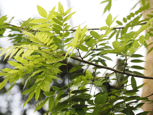 Image of Koompassia excelsa by (c) Lucas Christofides, some rights reserved (CC BY)