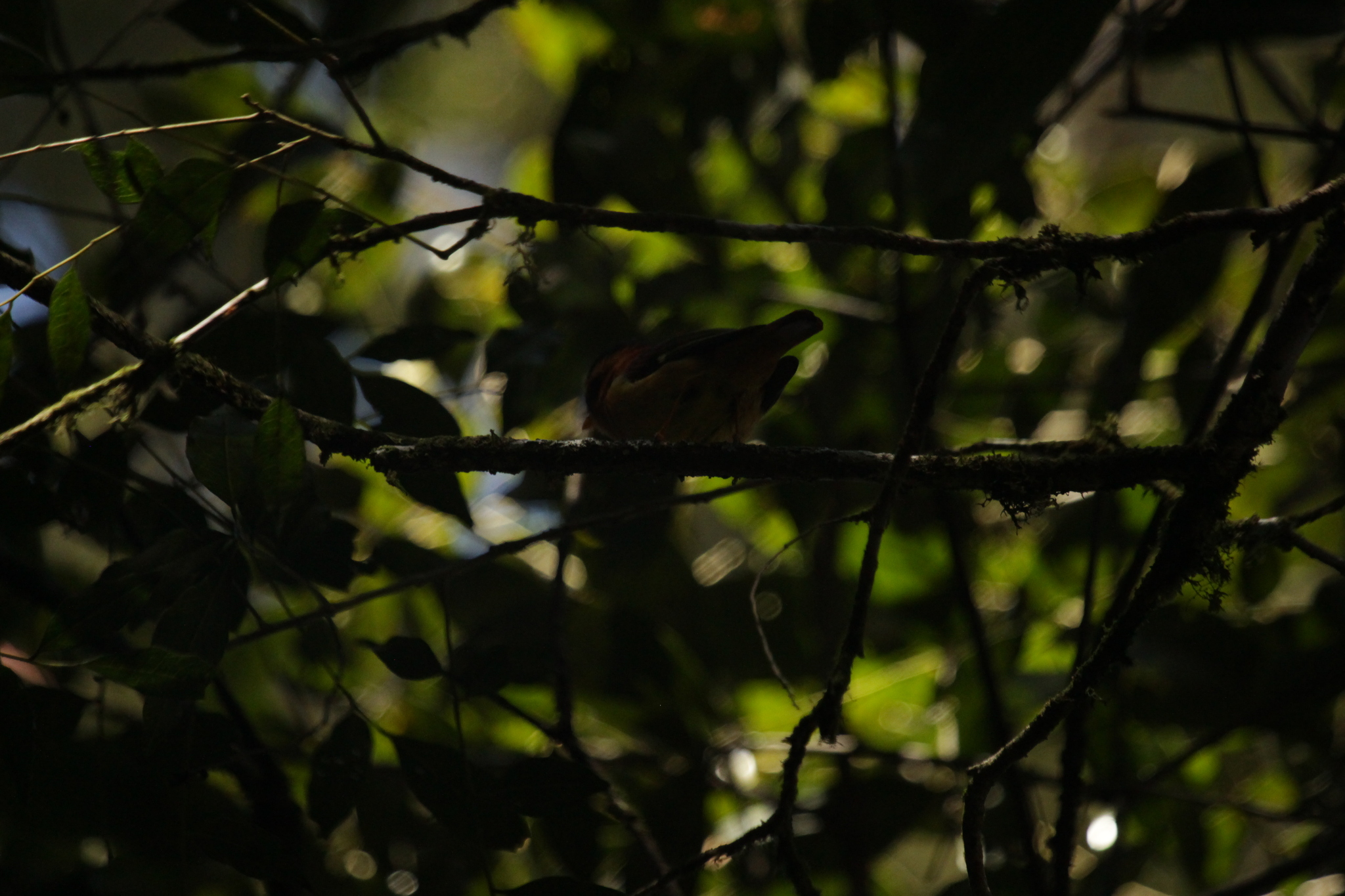 Black-capped Piprites (Piprites pileata), photo 2