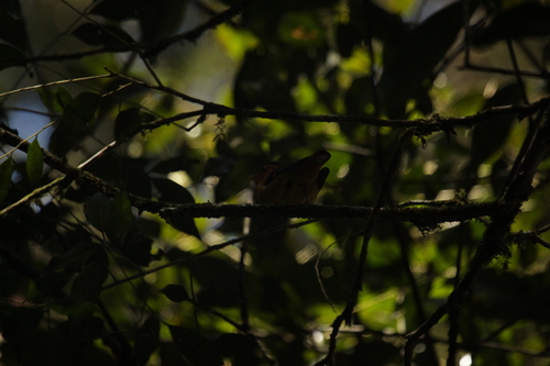 Black-capped Piprites (Piprites pileata)