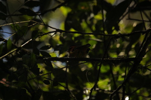 Black-capped Piprites (Piprites pileata), photo 6