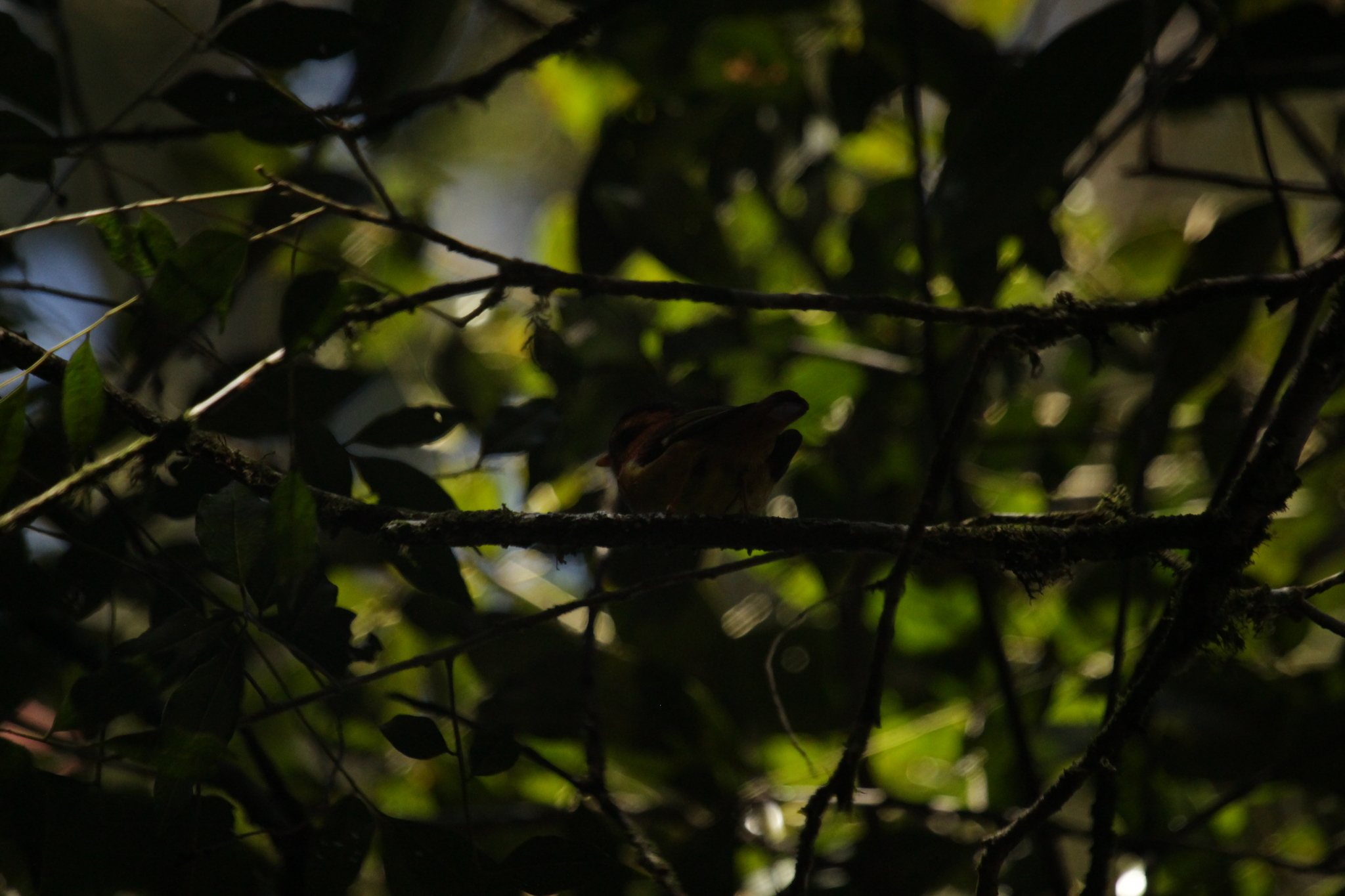 Black-capped Piprites (Piprites pileata), photo 3