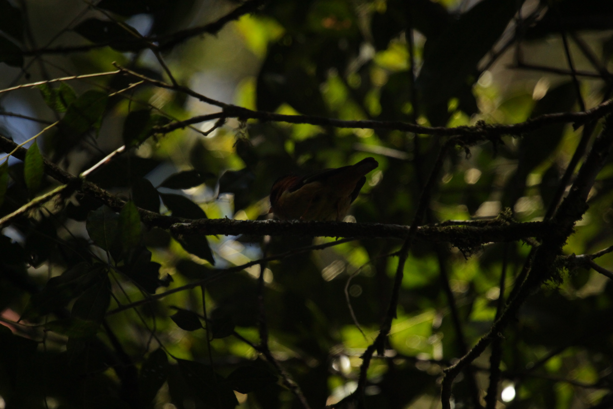 Black-capped Piprites (Piprites pileata), photo 4