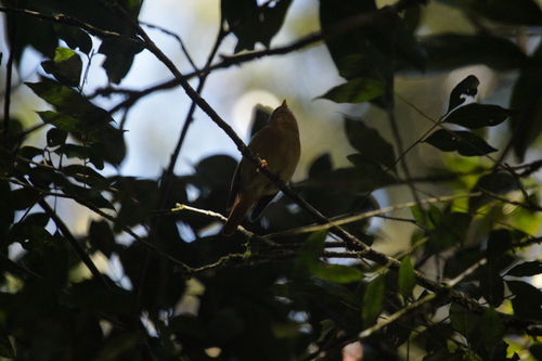 Black-capped Piprites (Piprites pileata), photo 8