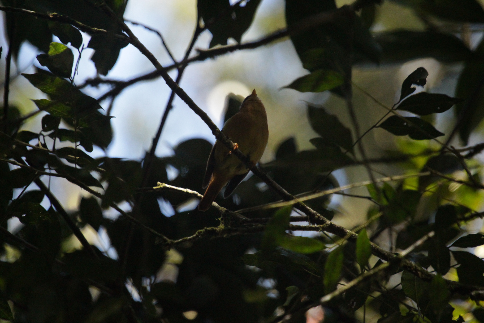 Black-capped Piprites (Piprites pileata), photo 5