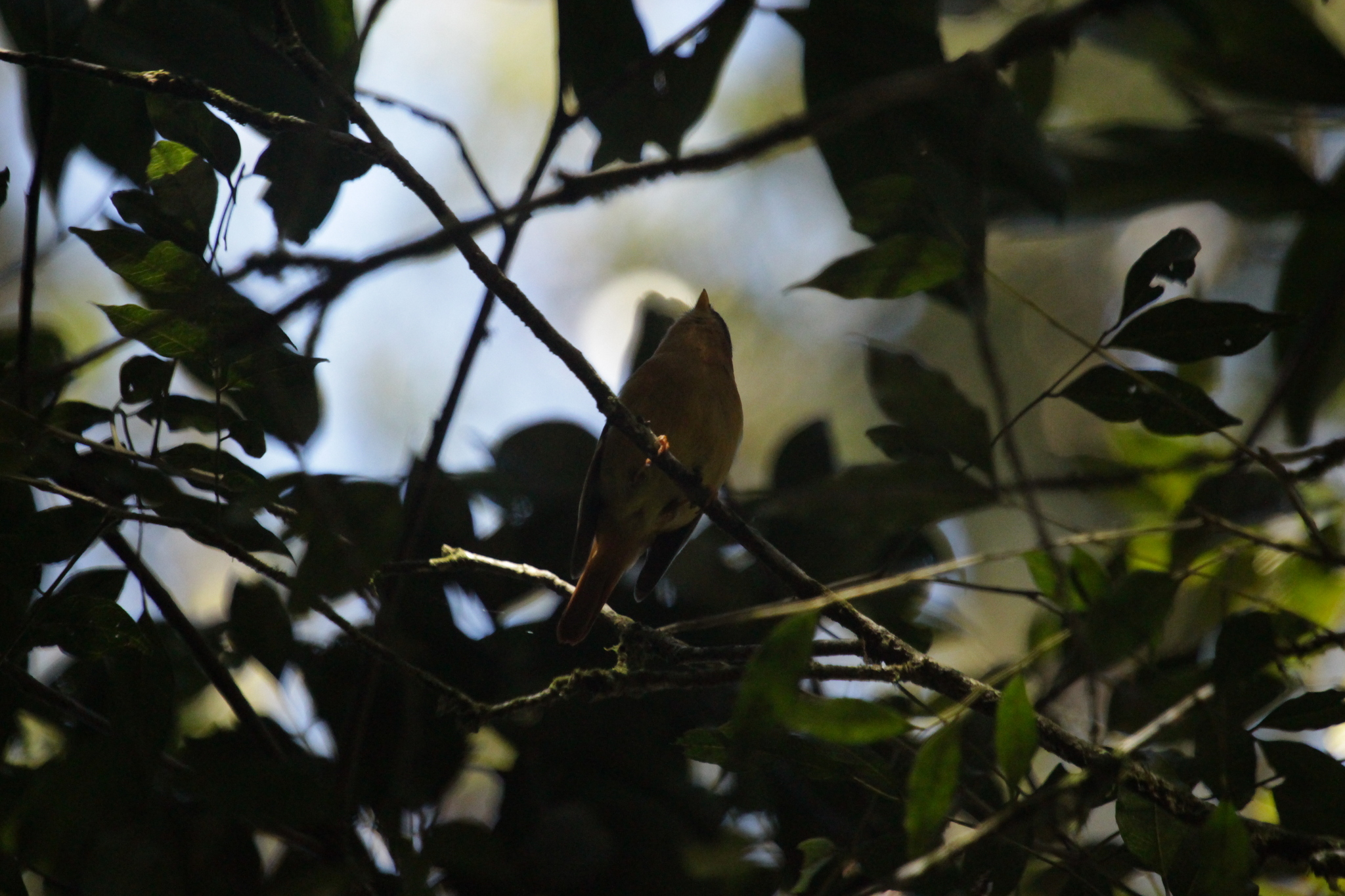 Black-capped Piprites (Piprites pileata), photo 6
