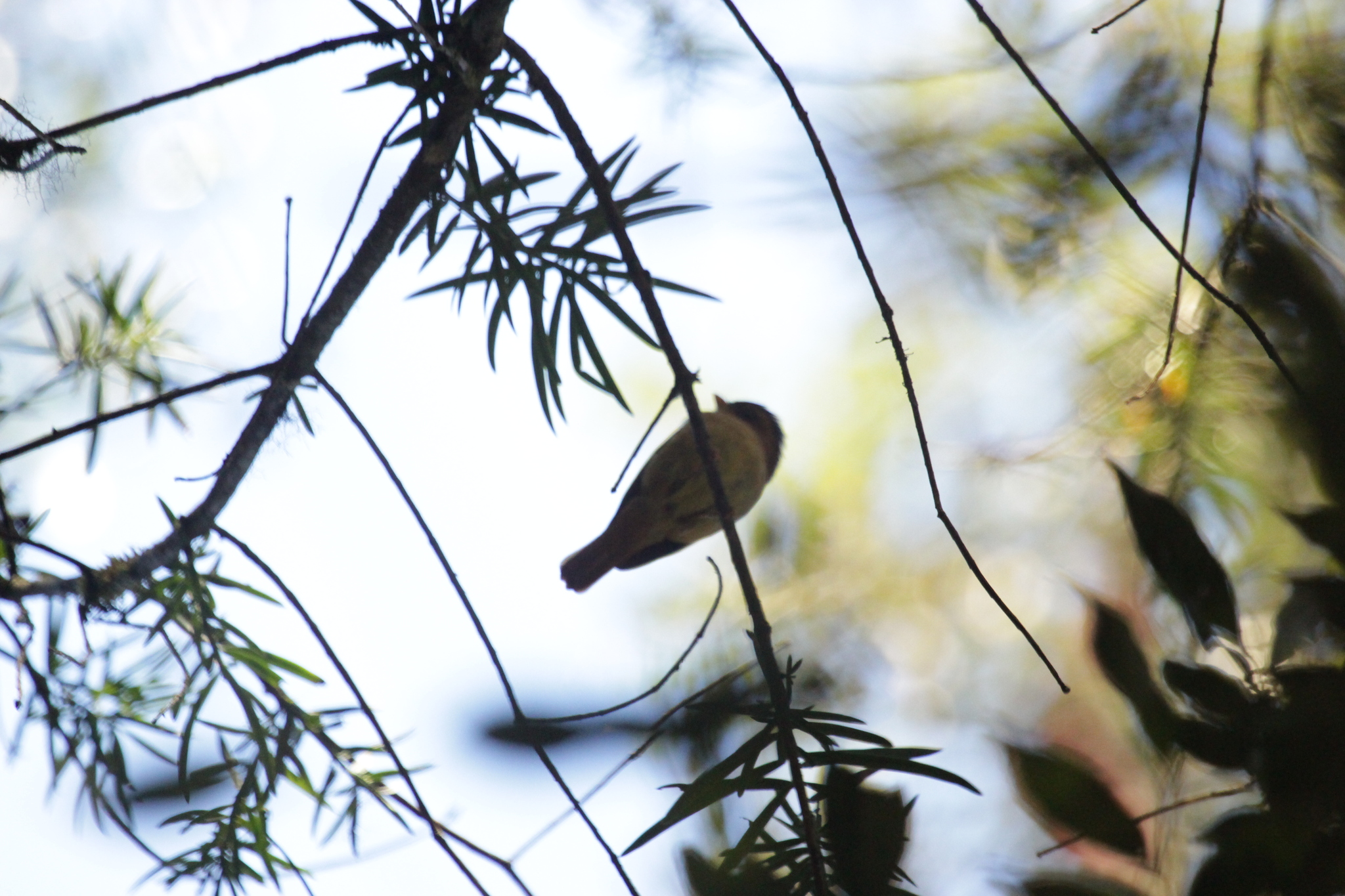 Black-capped Piprites (Piprites pileata), photo 8