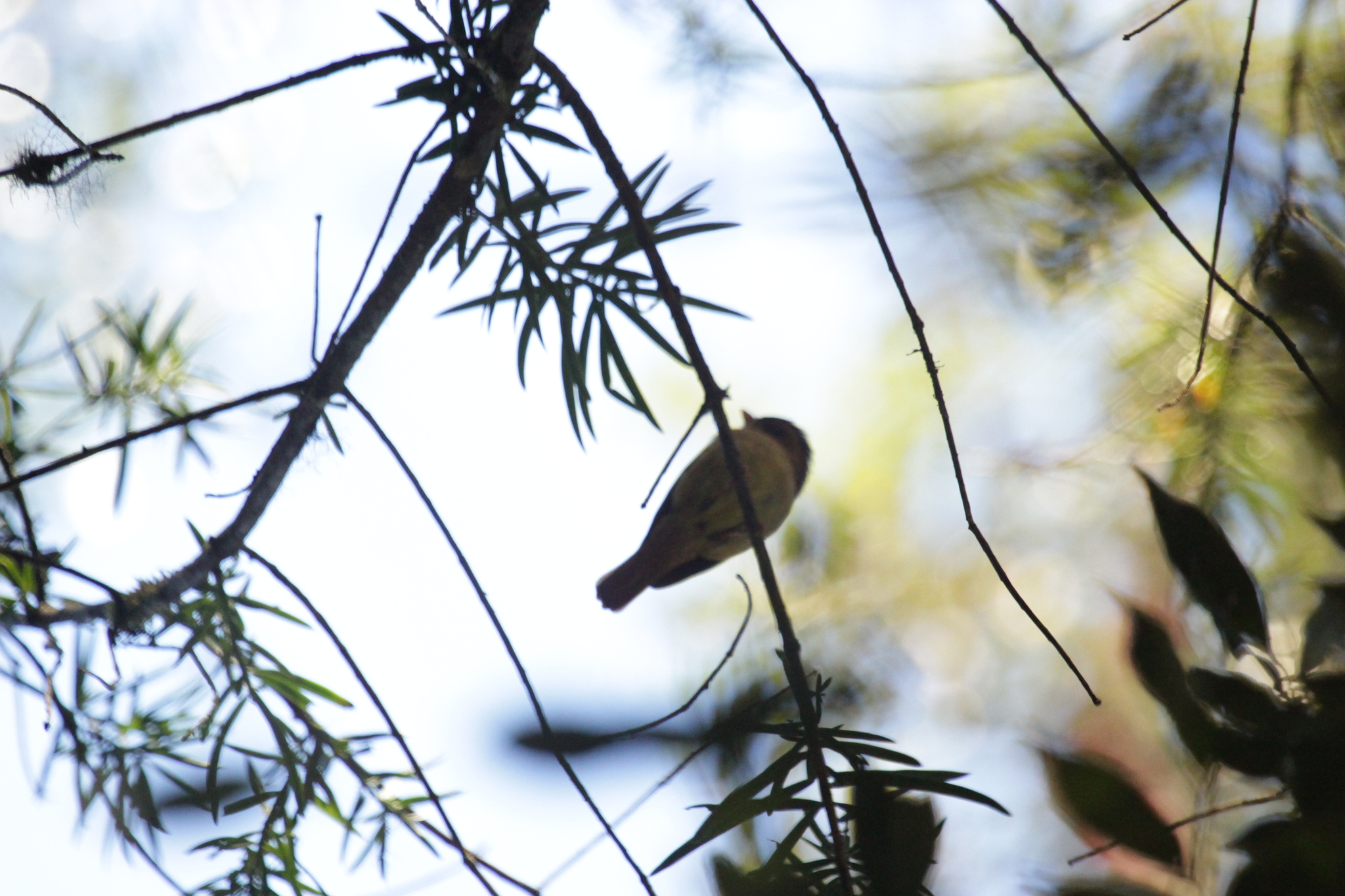Black-capped Piprites (Piprites pileata), photo 7