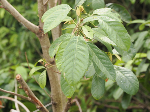 Sterculia parviflora, photograph 5