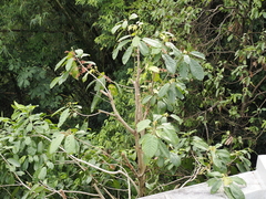 Sterculia parviflora, photograph (c) Lucas Christofides, some rights reserved (CC BY)