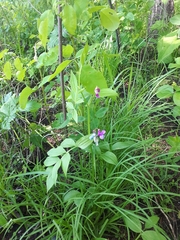Lathyrus komarovii