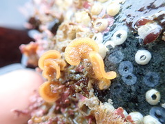 Primavelans insculpta