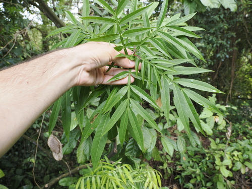Common tree vine (Lepisanthes alata)