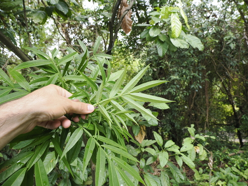 Lepisanthes alata, photograph 1